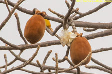 baobab flower and fruits
